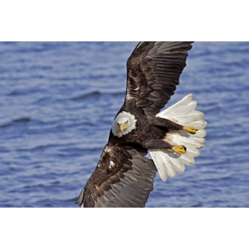 USA, Alaska, Homer Bald eagle diving above water